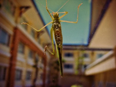 Grasshopper, Philippines
