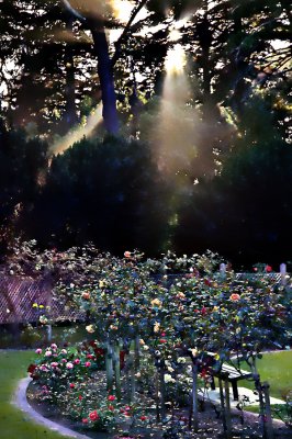 star light in the rose garden