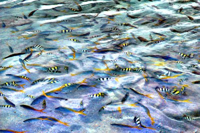 beautiful fish_China sea, Palawan,Philippines