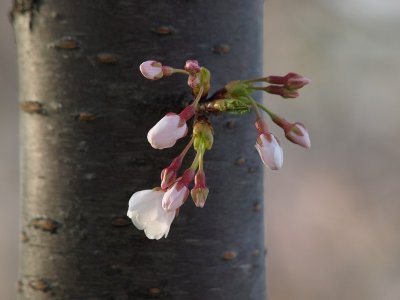 cherryblossoms