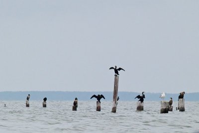 assateague