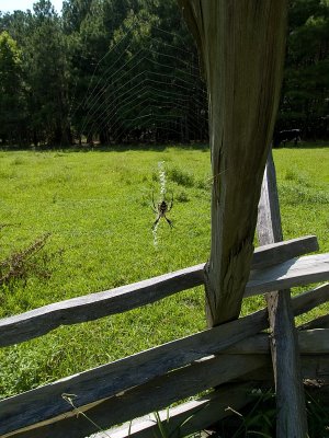 The Spider