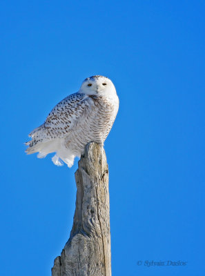 Harfang des Neiges / Snowy Owl