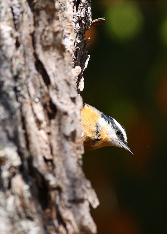 Red Breasted Nuthatch