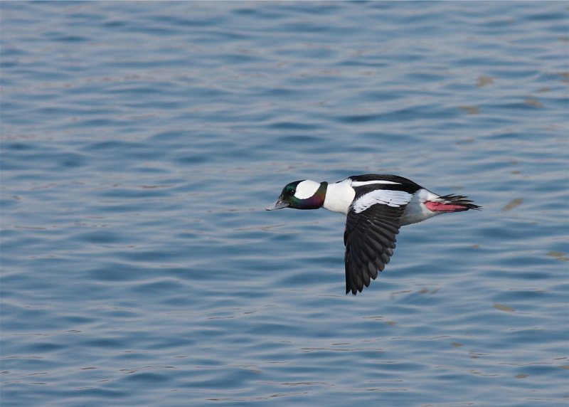 Bufflehead male