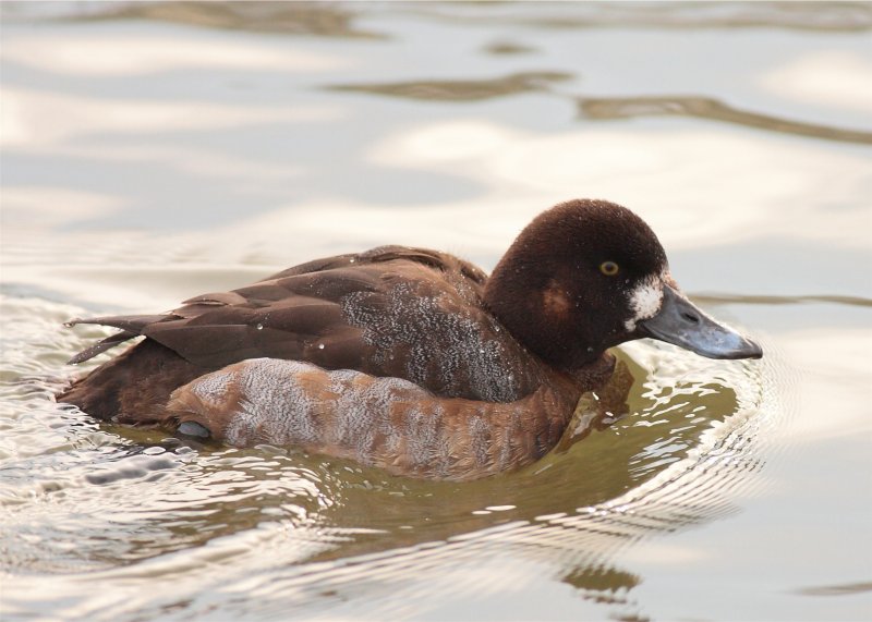 Greater Scaup female