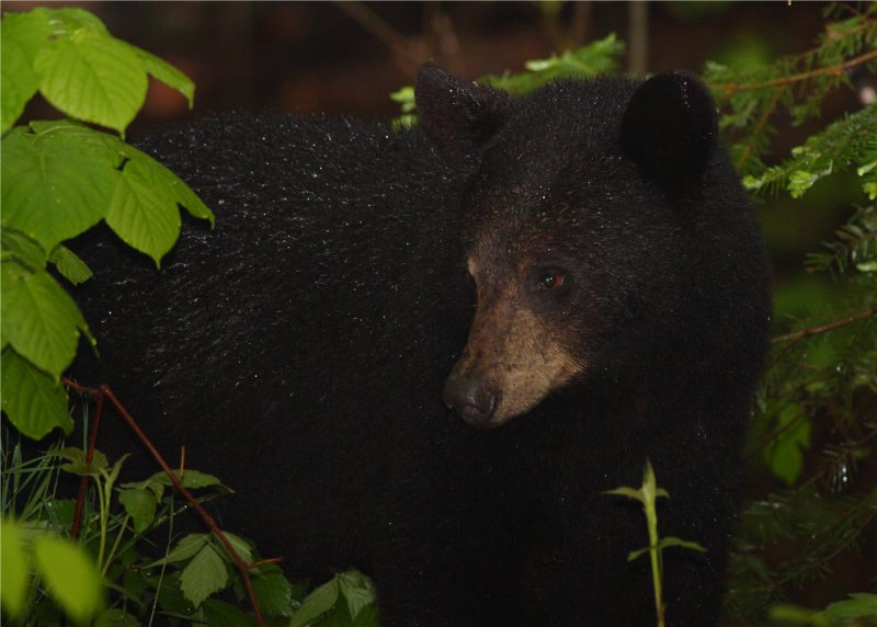 Black Bear