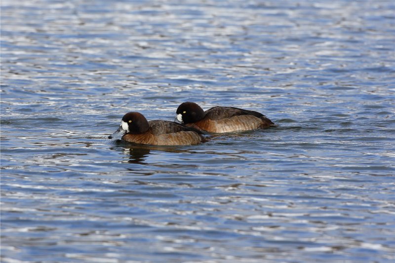 Scaups?