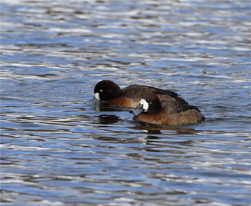 Scaups?