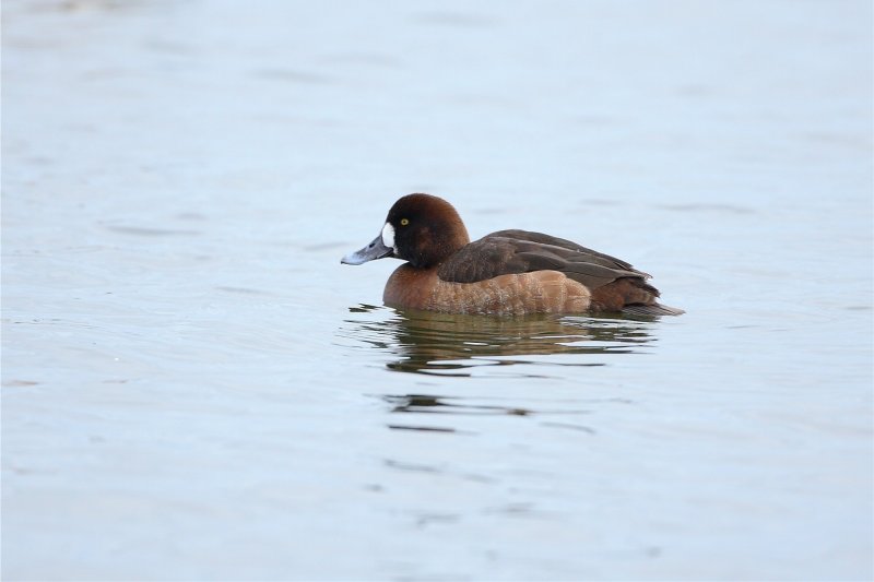 Scaup?