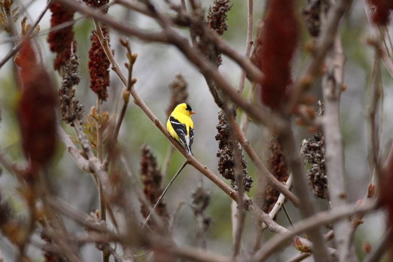 GOLDFINCH