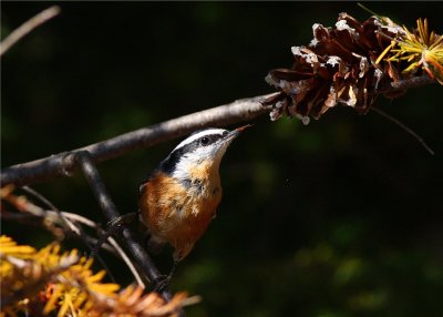 Red Breasted Nuthatch