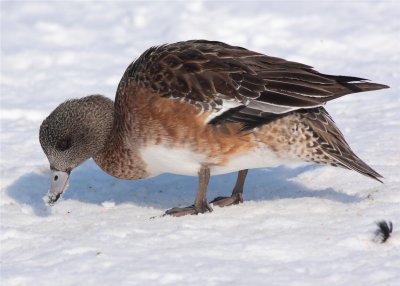 American Widgeon female