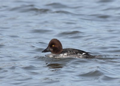 Goldeneye female