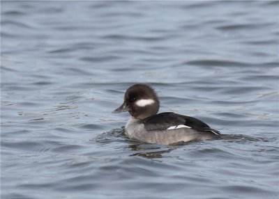 Bufflehead female