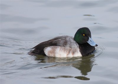 Greater Scaup male