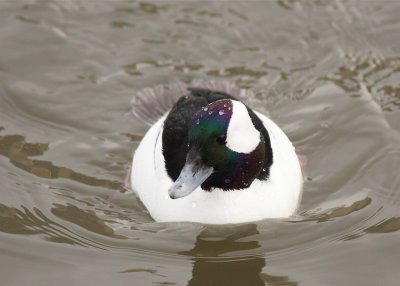 Bufflehead