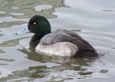 Greater Scaup male