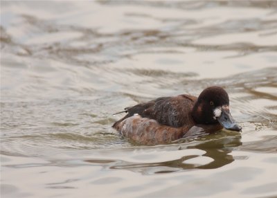 Greater Scaup female