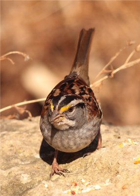 White Throated Sparrow