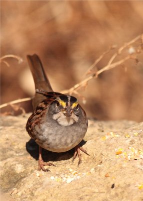 White Throated Sparrow