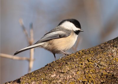 Black-capped Chickadee