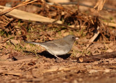 Dark Eyed Junco