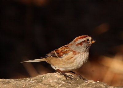 Tree Sparrow