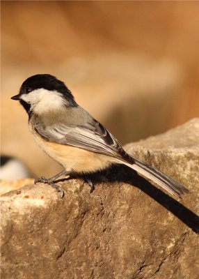 Black-capped Chickadee