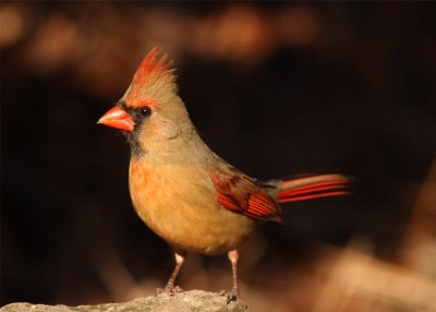 Cardinal female