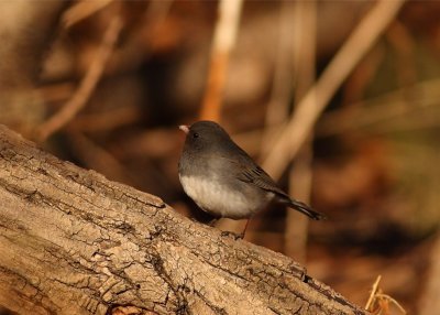 Dark Eyed Junco