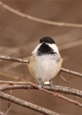 Black-capped Chickadee