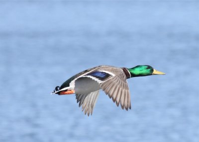 Male Mallard