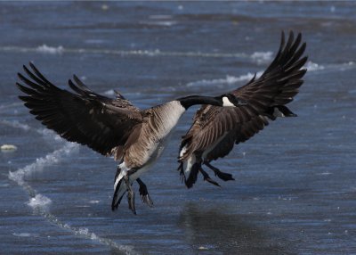 Canada Geese