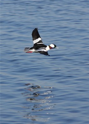 Male Bufflehead