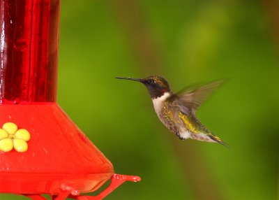 Ruby Throated Hummingbird