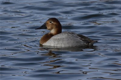 Canvasback