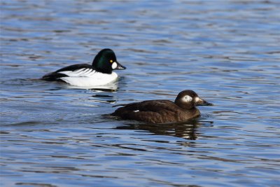 Common Goldeneye Male and Female