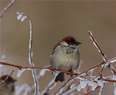 Sparrow