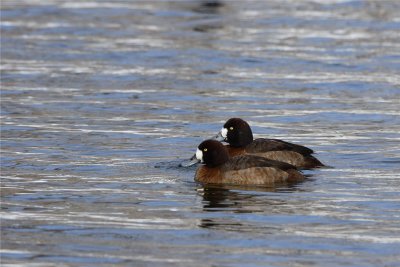 Scaups?