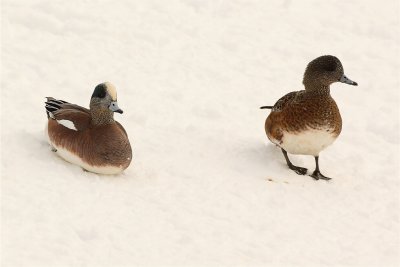 American Widgeon Male and Female