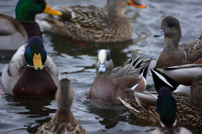 American Widgeon Male