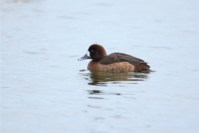 Scaup?