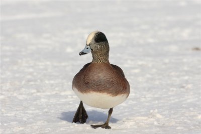 American Widgeon Male