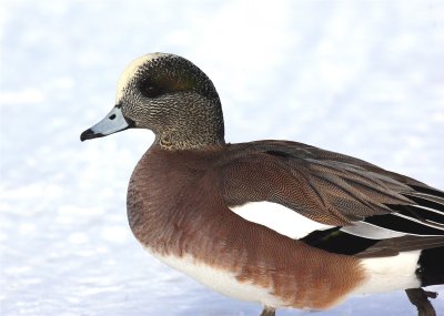 American Widgeon Male