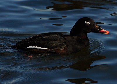 White Winged Scoter Male