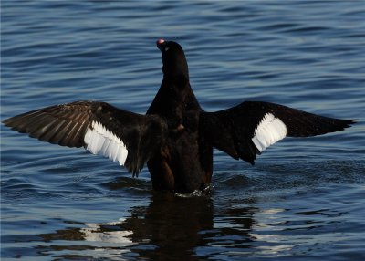 White Winged Scoter Male