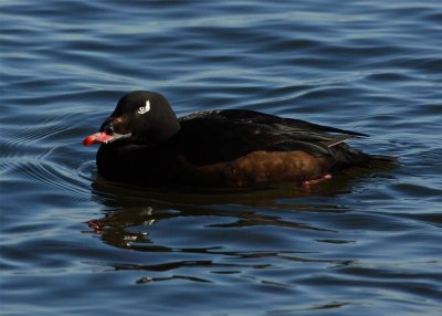 White Winged Scoter Male