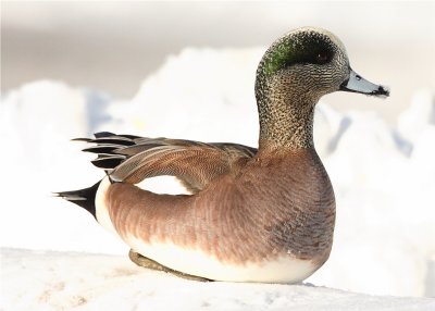 American Widgeon Male