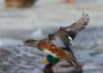 Widgeon